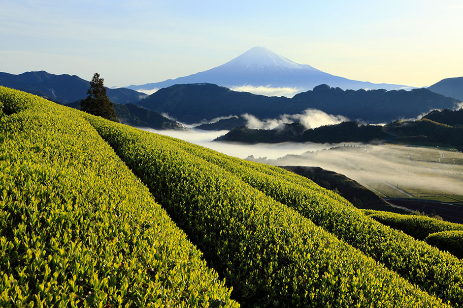 2021年のお茶業界動向、良いお茶の選び方とは – 竹内ひさ代氏（3）｜1899 CHACHACHA BLOG