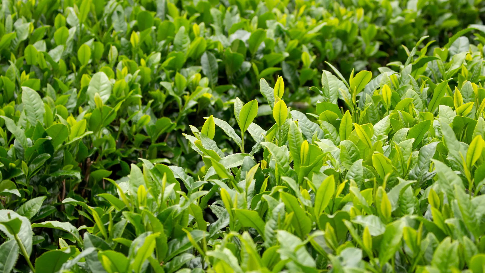 レストラン1899お茶の水3