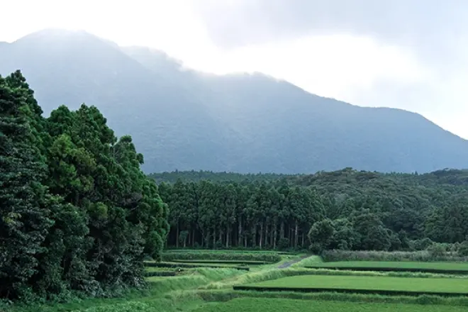 屋久島の茶畑と自然