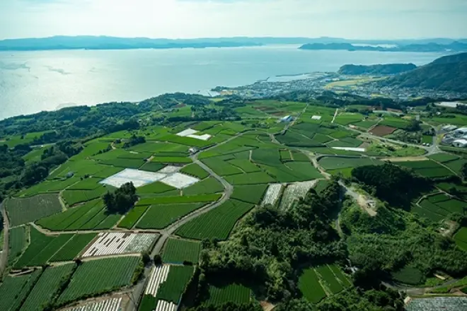 東彼杵町の茶畑と大村湾の景色
