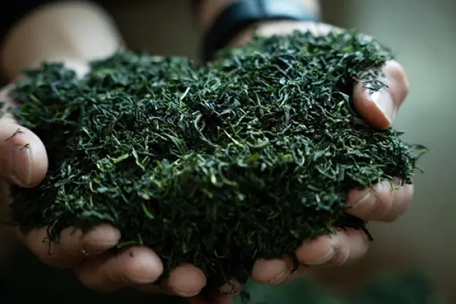 勾玉状に丸まったそのぎ玉緑茶の茶葉