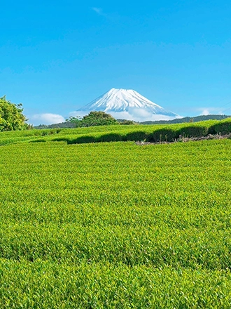 富士山と茶畑の景色