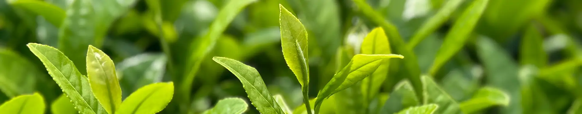 日本茶Journey