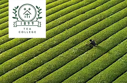 世界自然遺産・屋久島 ～自然とお茶が誘う特別な一日～