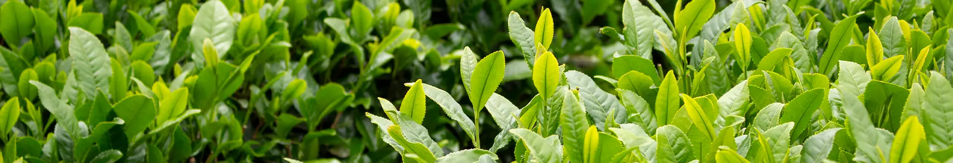 新茶フェア
