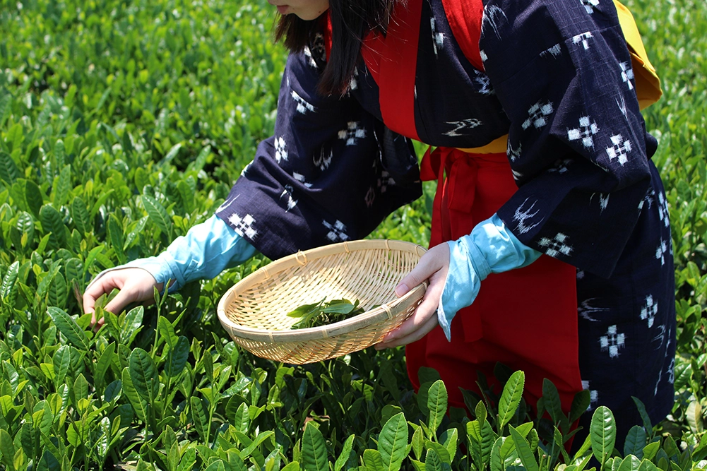 新茶摘み・手作りお茶体験/現地集合・現地解散・昼食付